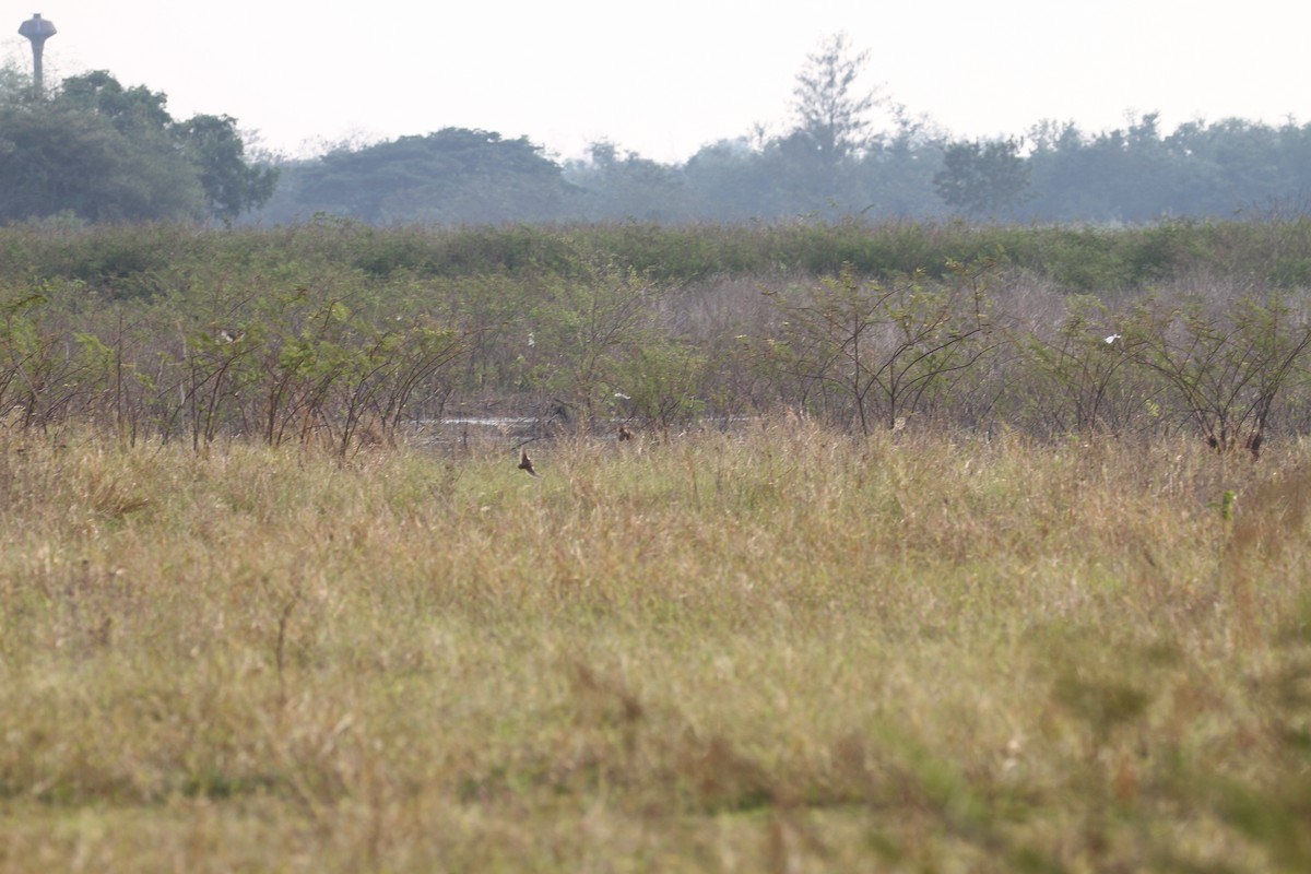 Rain Quail - ML231569821