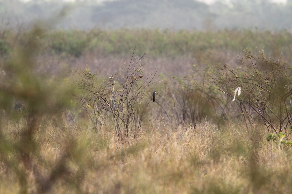 Plaintive Cuckoo - ML231569881