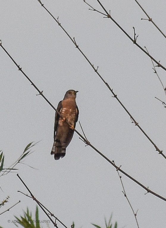 Common Hawk-Cuckoo - ML231570101