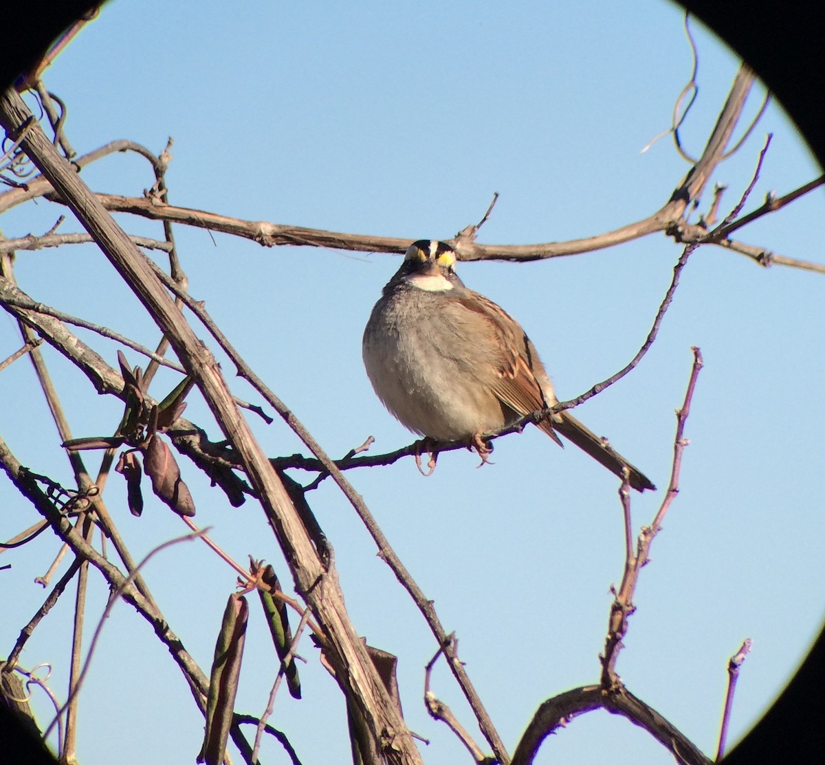 White-throated Sparrow - Jennifer Miller