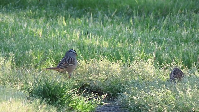 White-crowned Sparrow - ML231571851