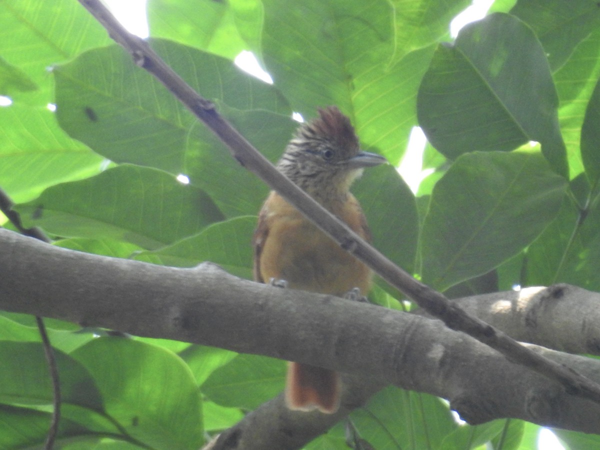 Barred Antshrike - ML231572341