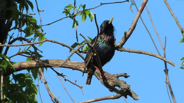 European Starling - ML231572651