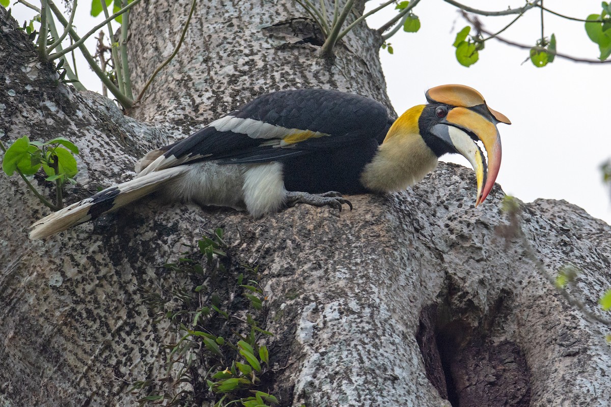 Great Hornbill - ML231574261