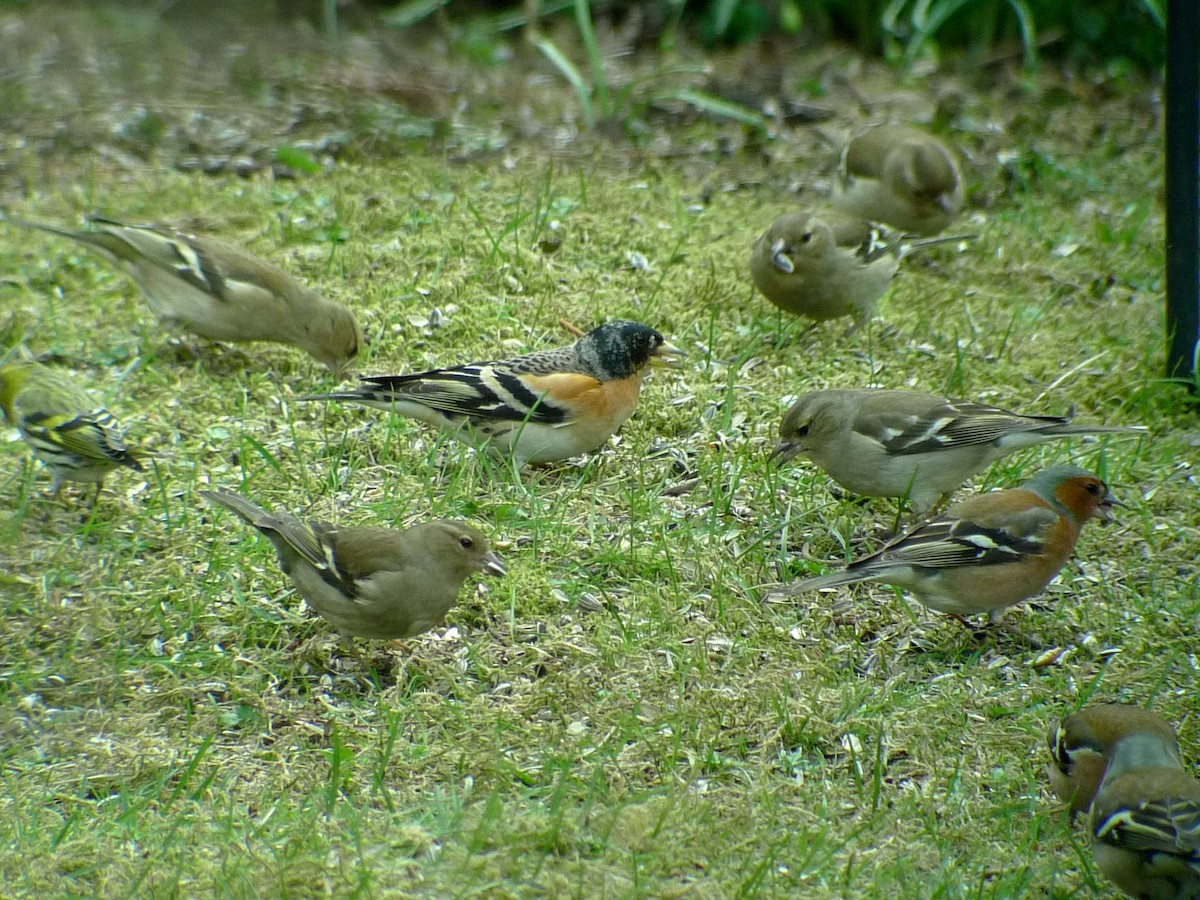 Common Chaffinch - Karin Karmann