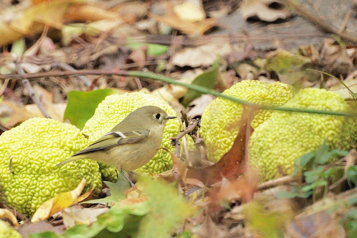 Ruby-crowned Kinglet - Ed Gaillard