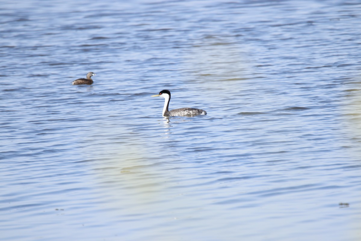 Western Grebe - ML231576181