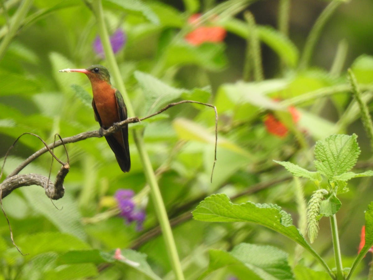 Cinnamon Hummingbird - Heidi  Viteri