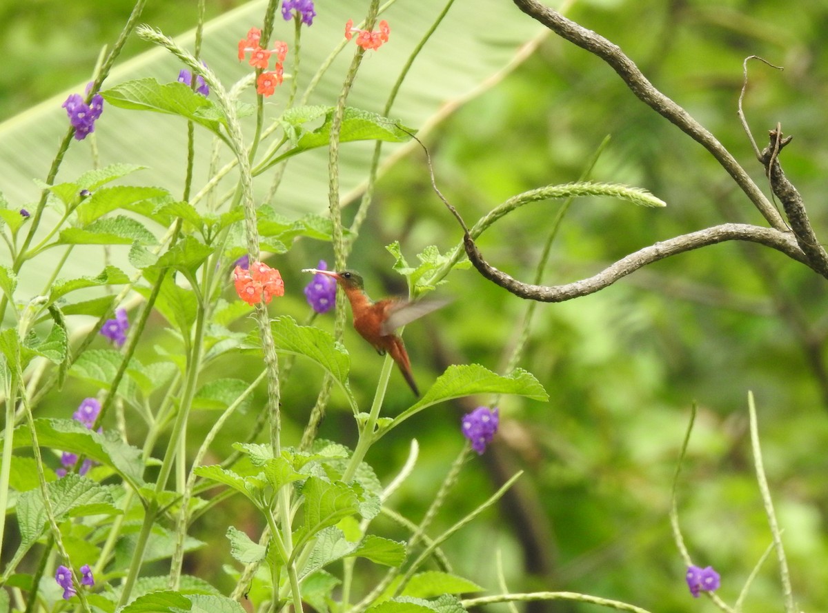 Cinnamon Hummingbird - ML231576231