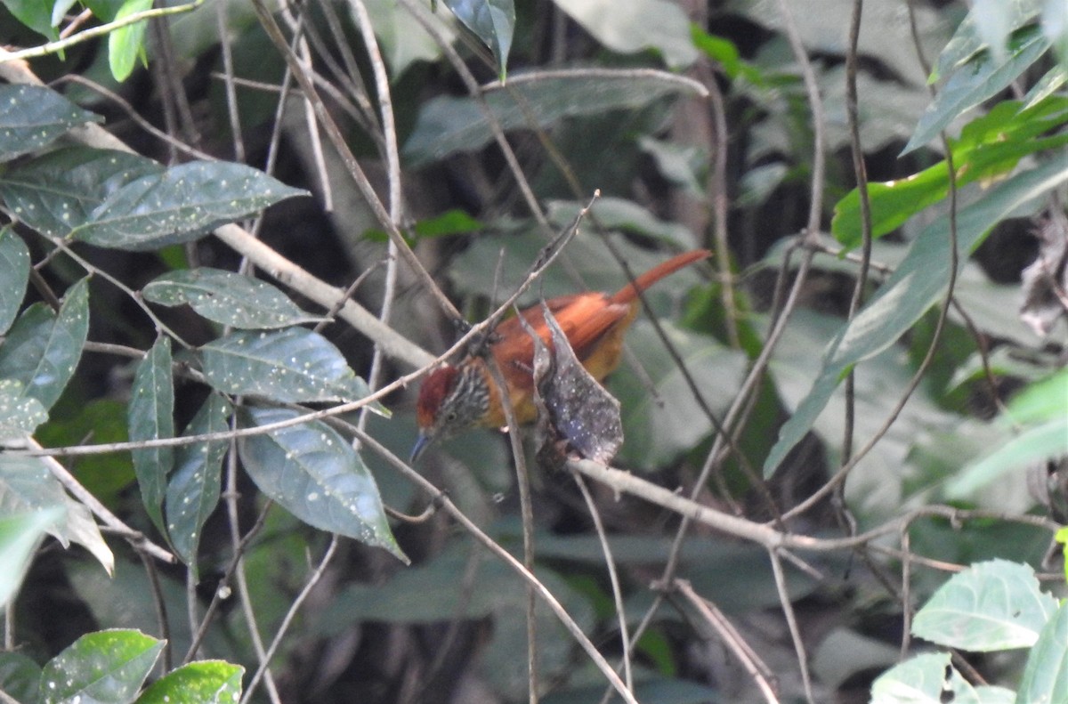 Barred Antshrike - ML231576261