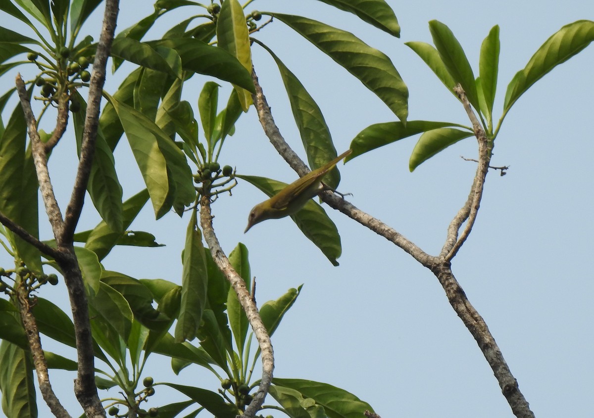 Red-eyed Vireo - ML231576771