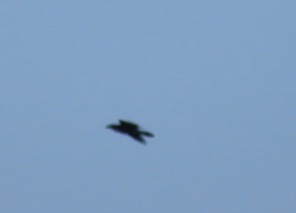 Common Raven - ML231577781