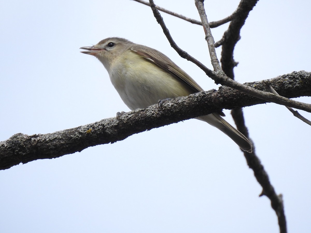 Warbling Vireo - ML231578271