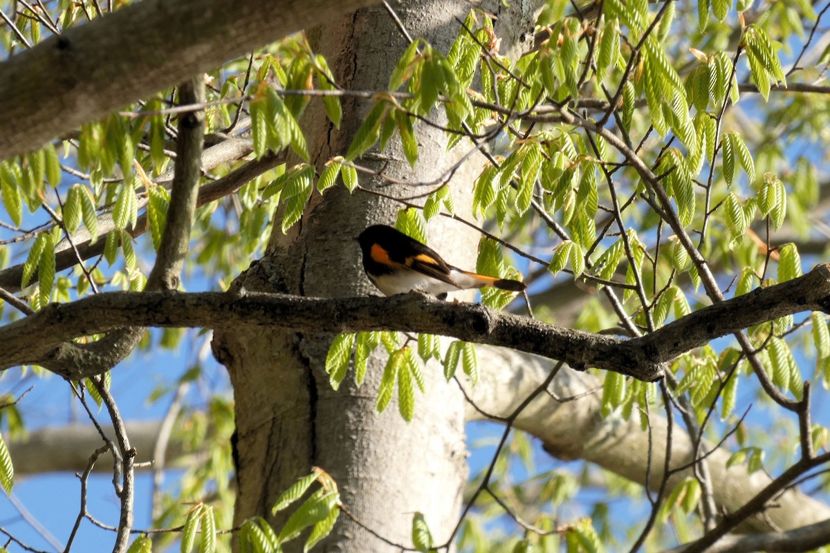 American Redstart - ML231579221