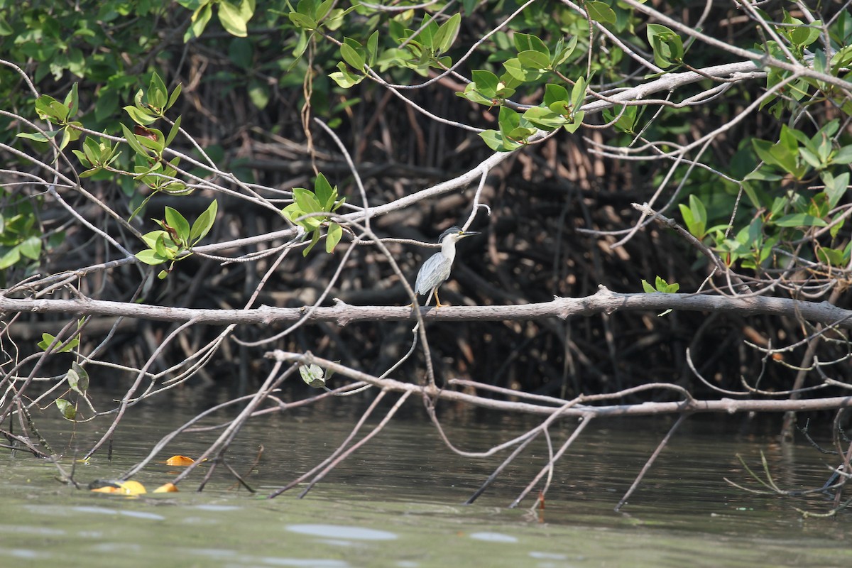 Striated Heron - ML231579511