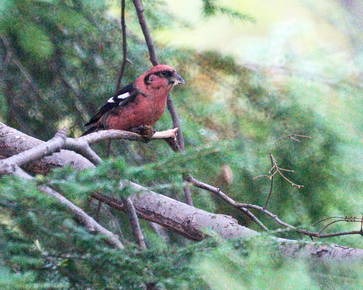 White-winged Crossbill - ML231579801