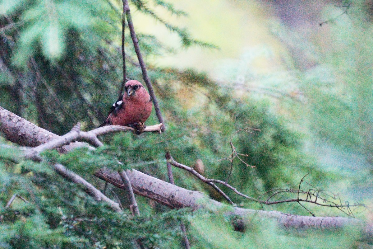 White-winged Crossbill - ML231579931