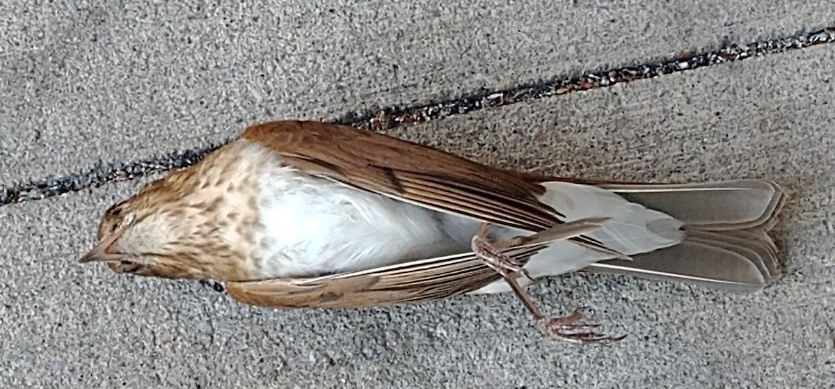 Swainson's Thrush - ML231580011