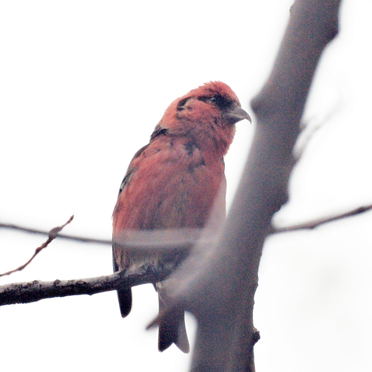 White-winged Crossbill - ML231580161