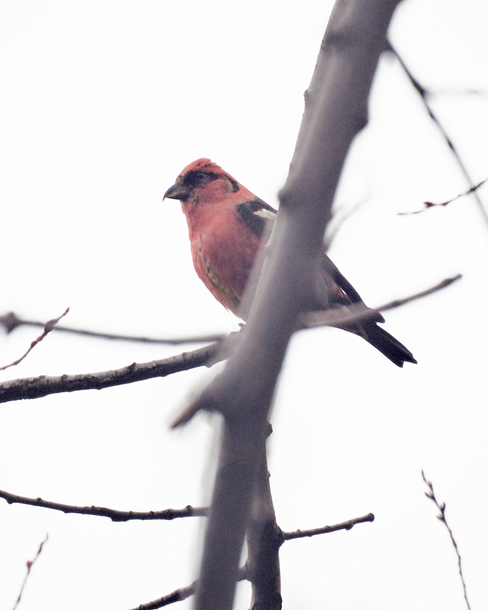 White-winged Crossbill - ML231580171