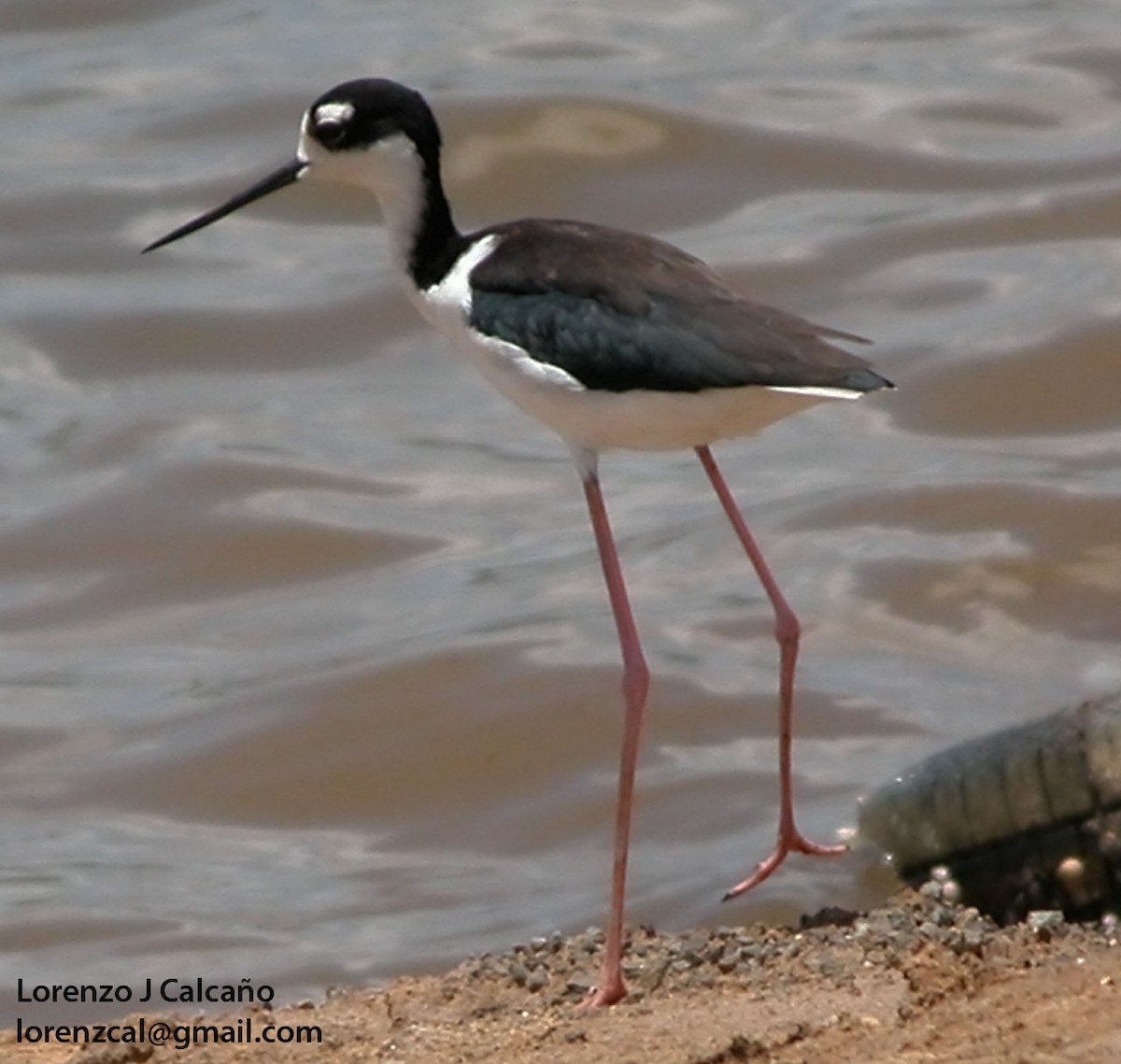 Black-necked Stilt - ML231580191