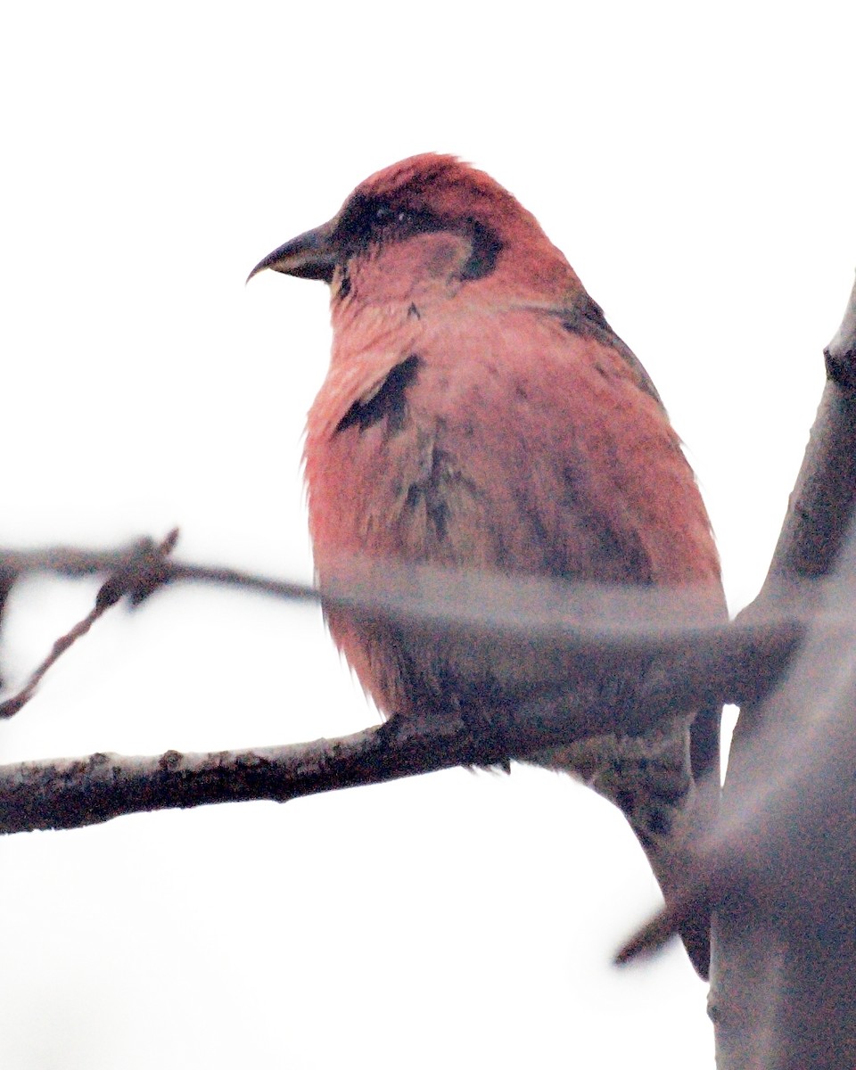 White-winged Crossbill - ML231580231