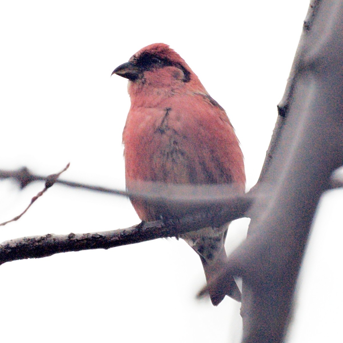 White-winged Crossbill - ML231580291