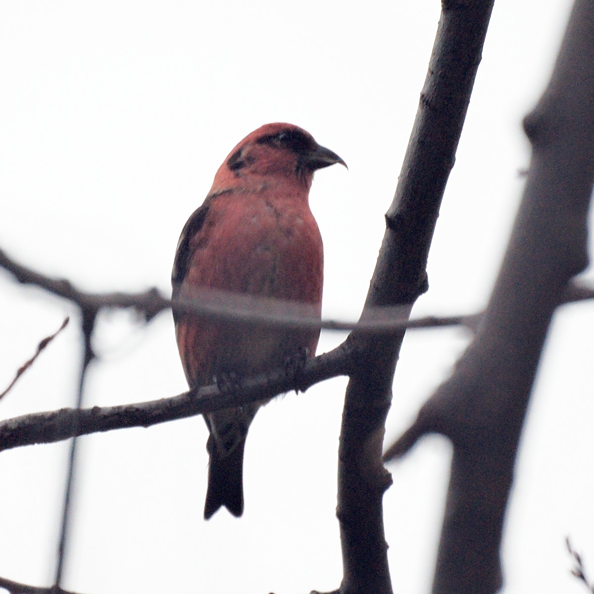 White-winged Crossbill - ML231580391