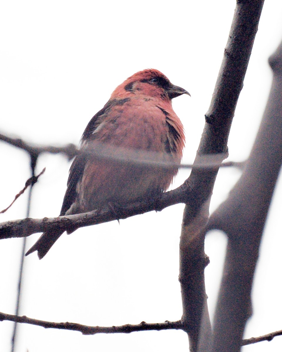 White-winged Crossbill - ML231580401