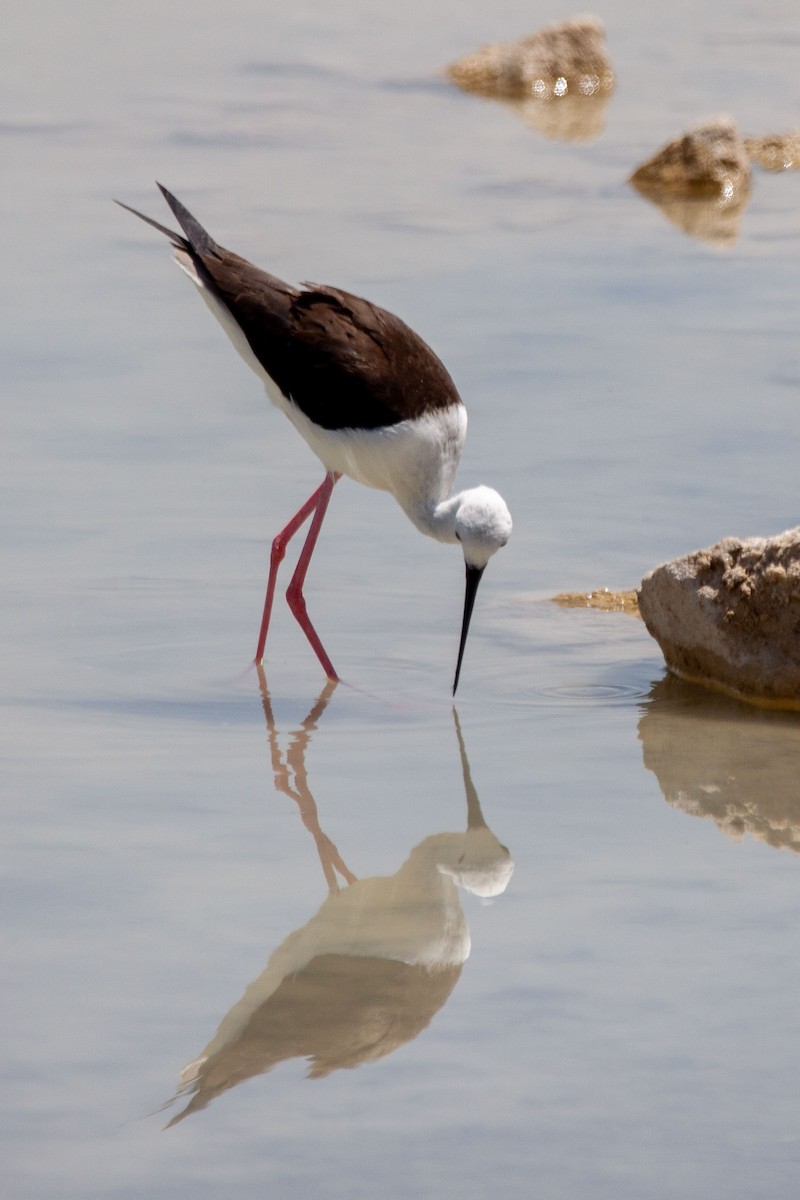 Black-winged Stilt - ML231580651