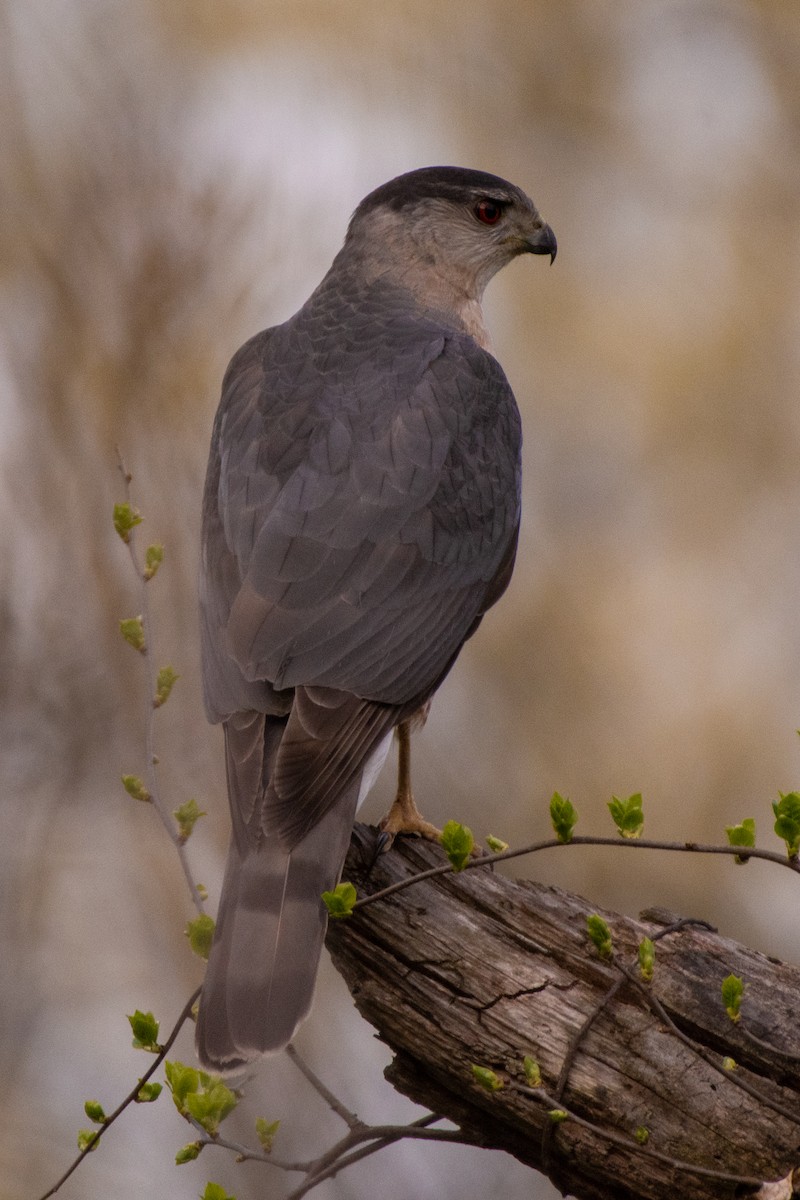 Cooper's Hawk - ML231582091