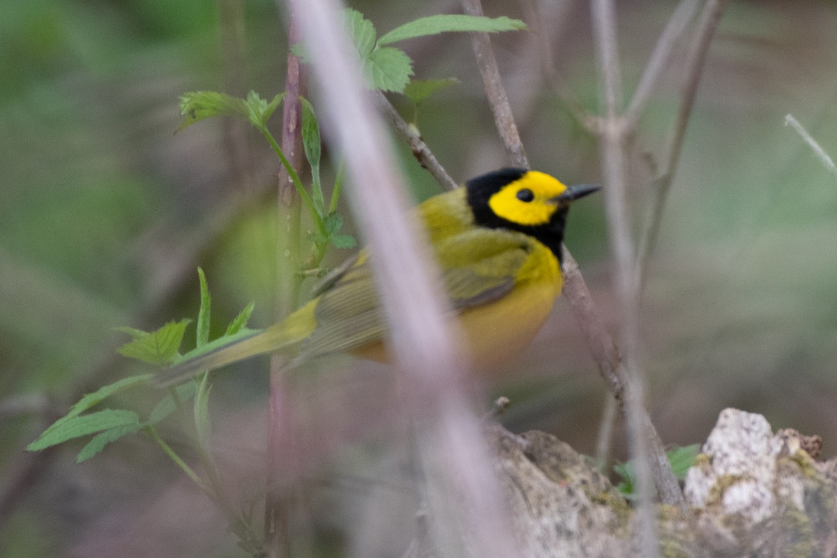 Hooded Warbler - Graham Deese