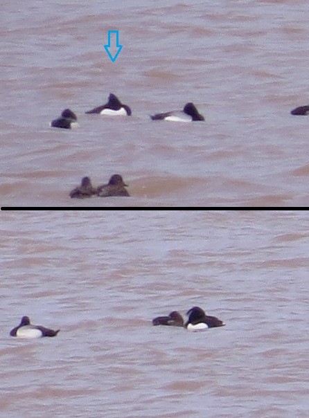 Tufted Duck - ML23158451