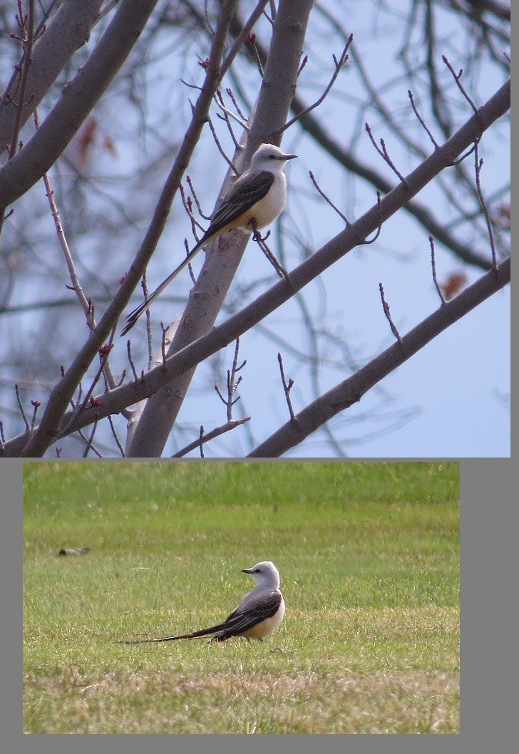 Scissor-tailed Flycatcher - ML23158651