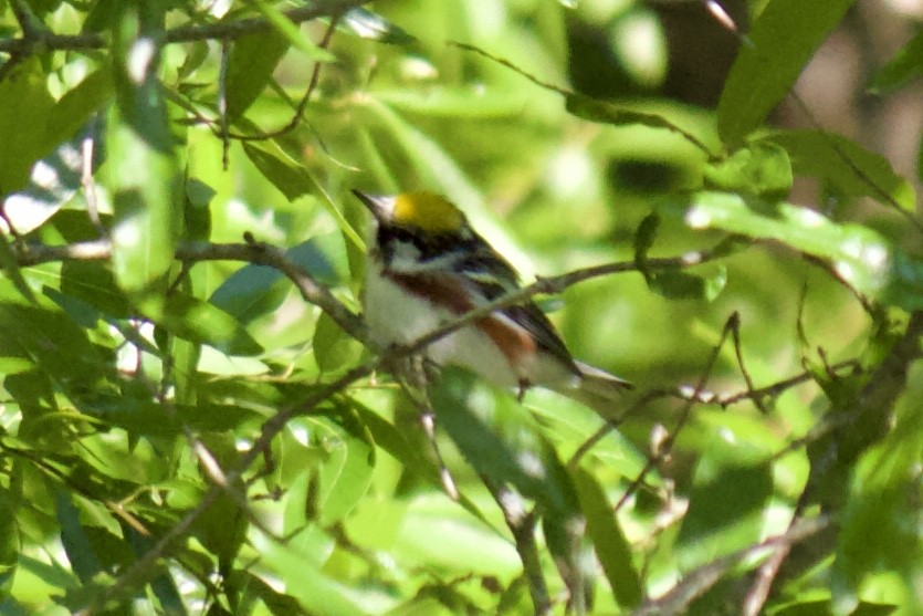 Chestnut-sided Warbler - ML231587011