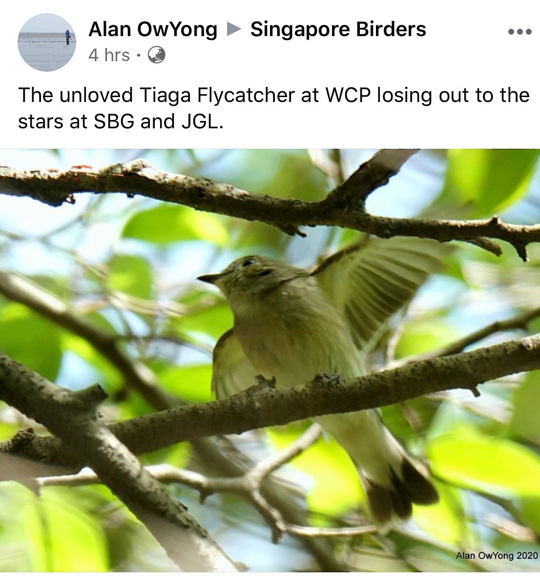 Taiga Flycatcher - ML231587561