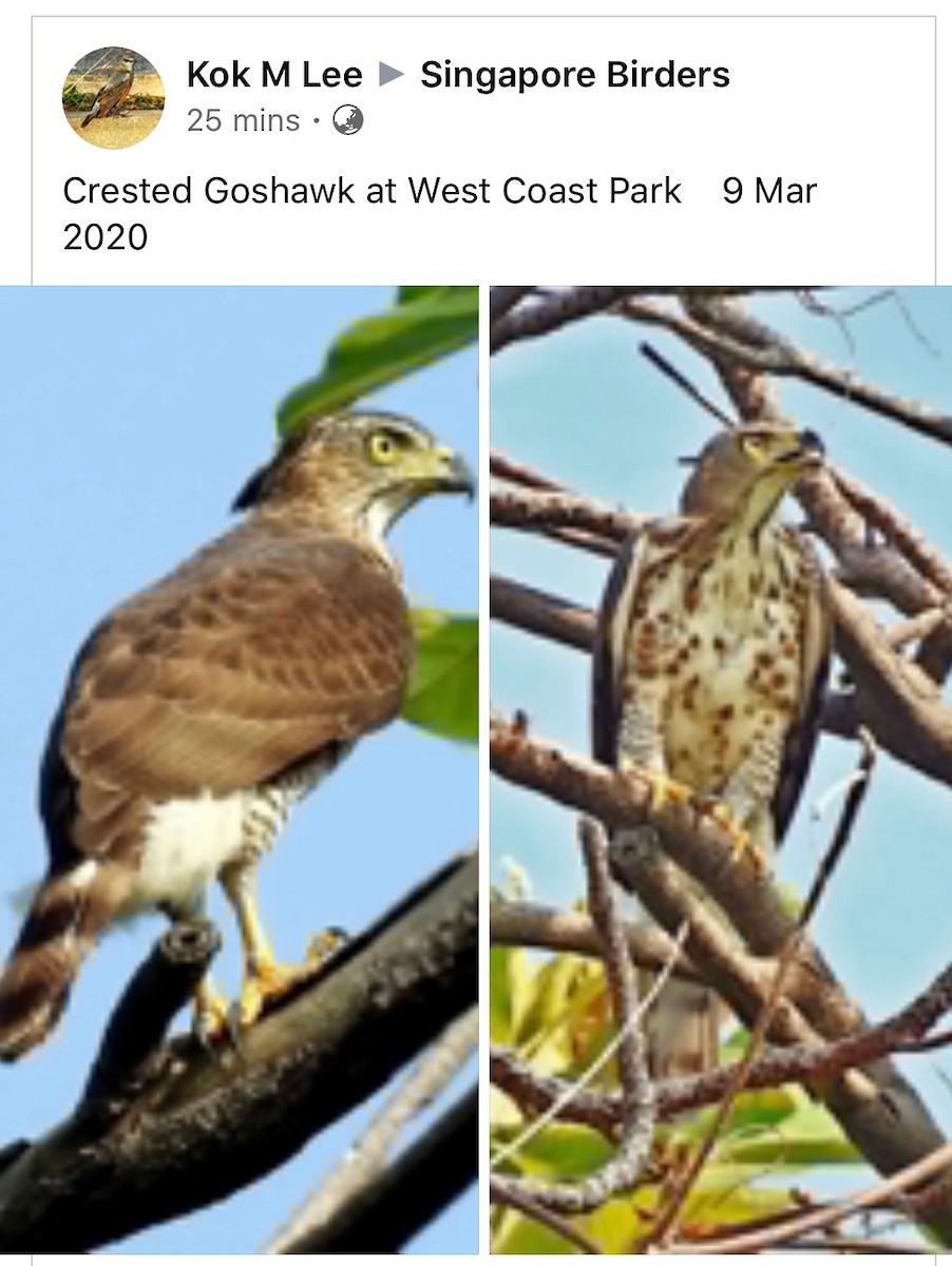 Crested Goshawk - ML231588121