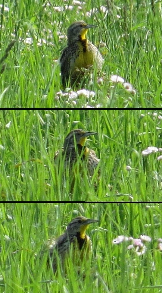 Western Meadowlark - "Chia" Cory Chiappone ⚡️