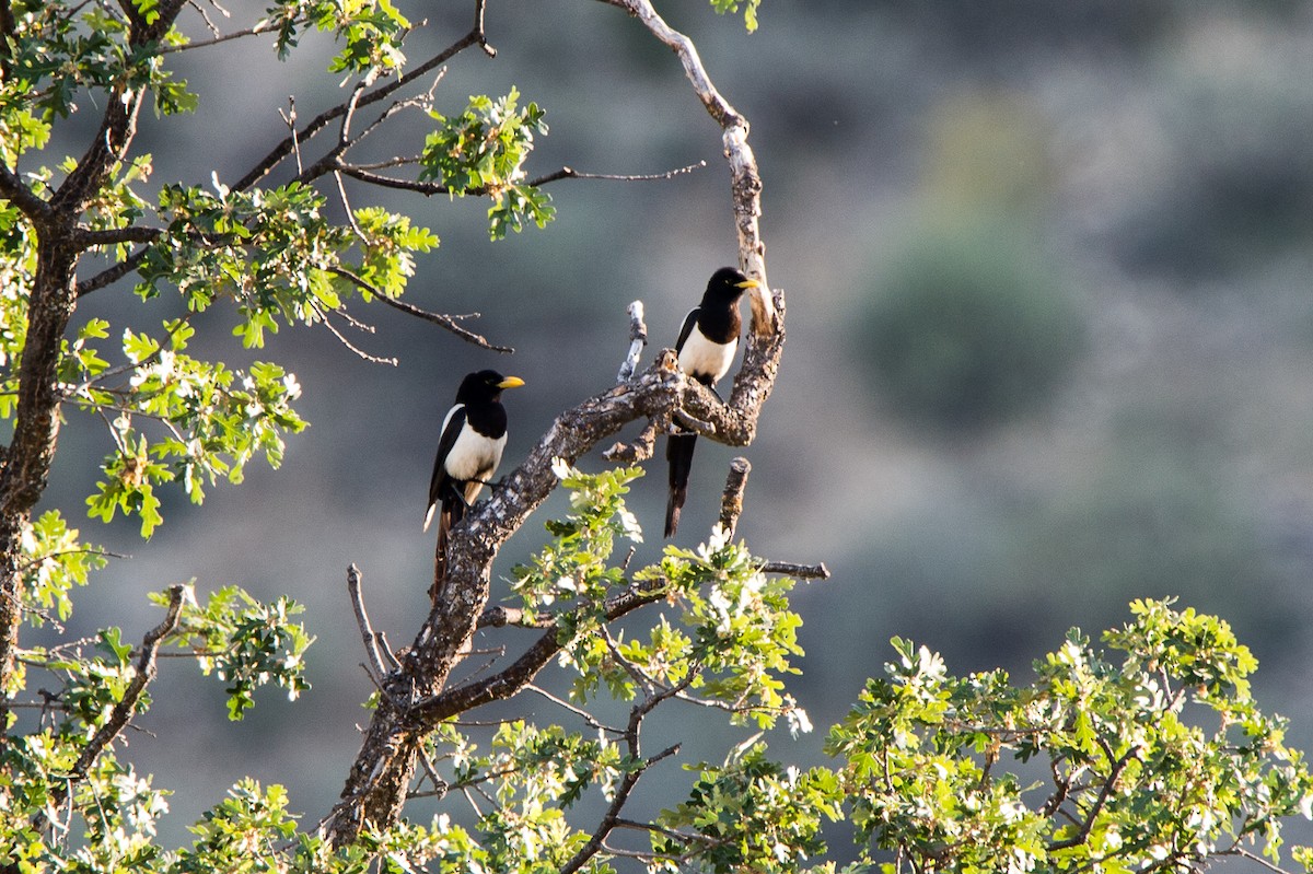 Yellow-billed Magpie - Evan Rasmussen