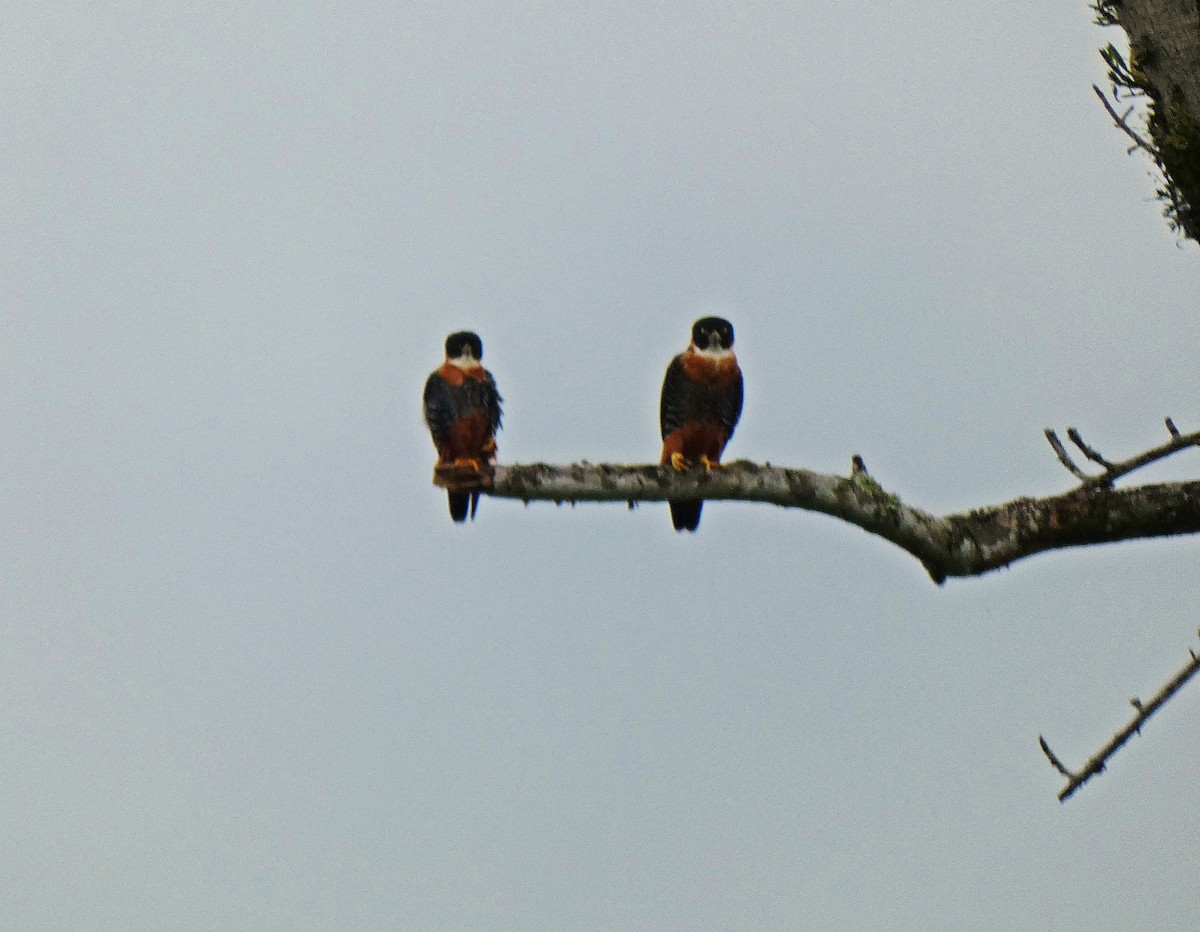 Orange-breasted Falcon - ML231588761