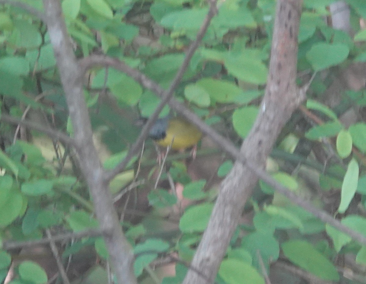 Mourning Warbler - ML231589251