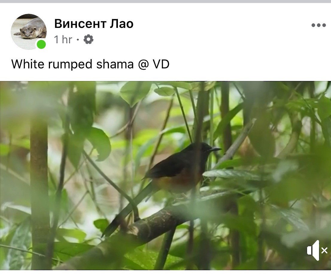 White-rumped Shama - ML231589411