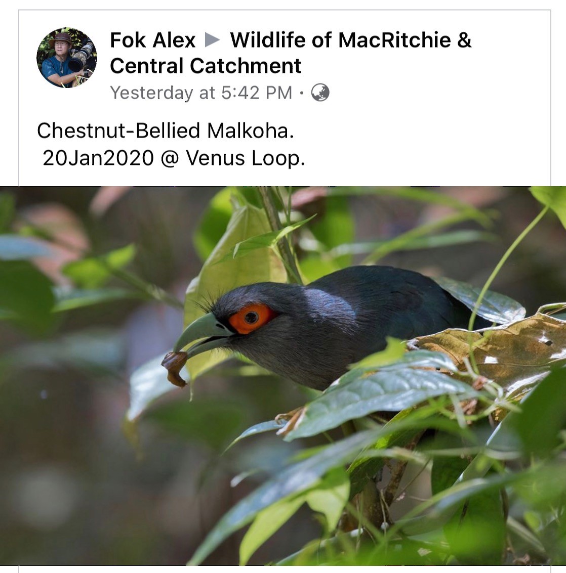 Chestnut-bellied Malkoha - ML231589741