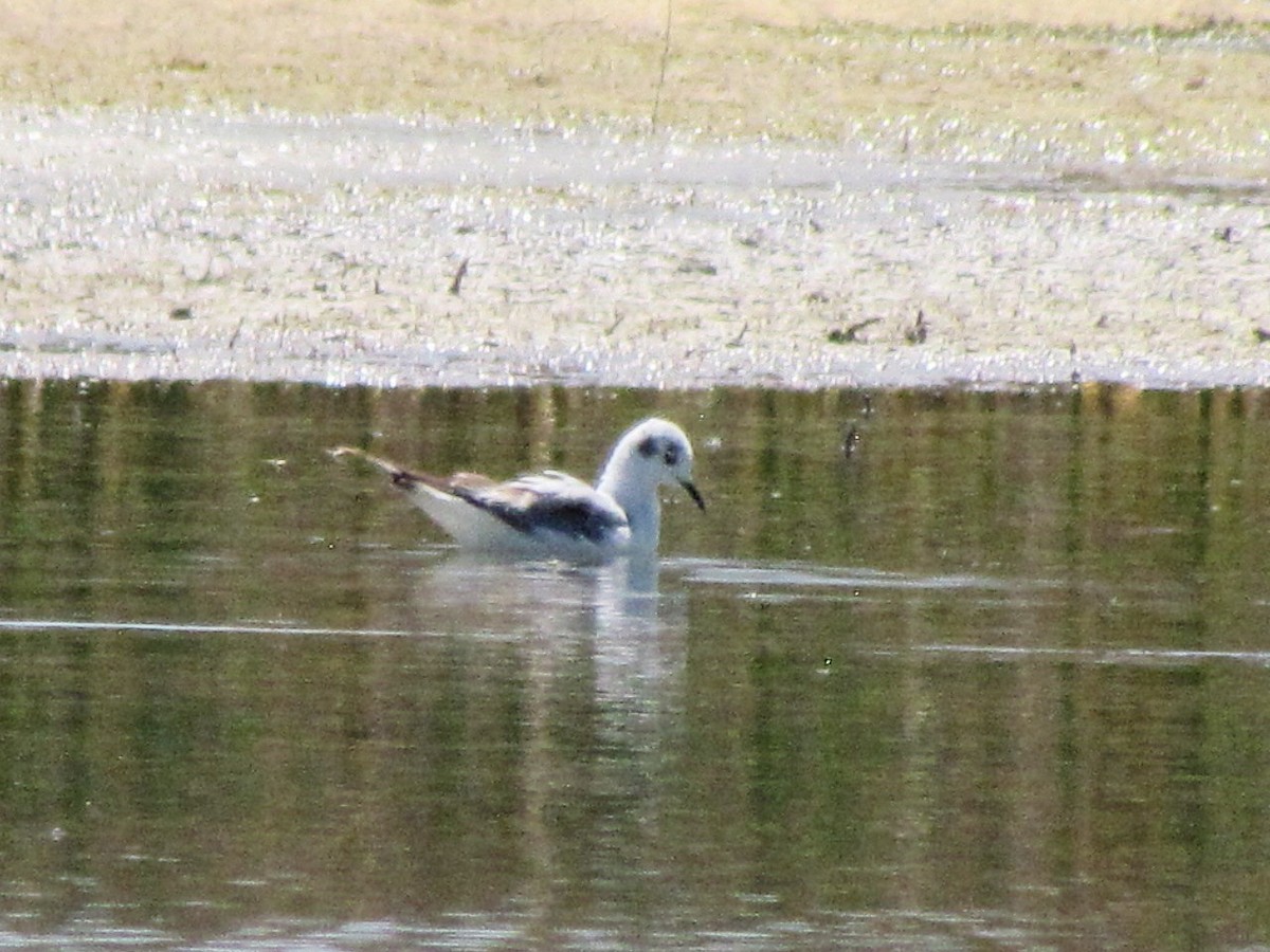 Bonaparte's Gull - ML231589971