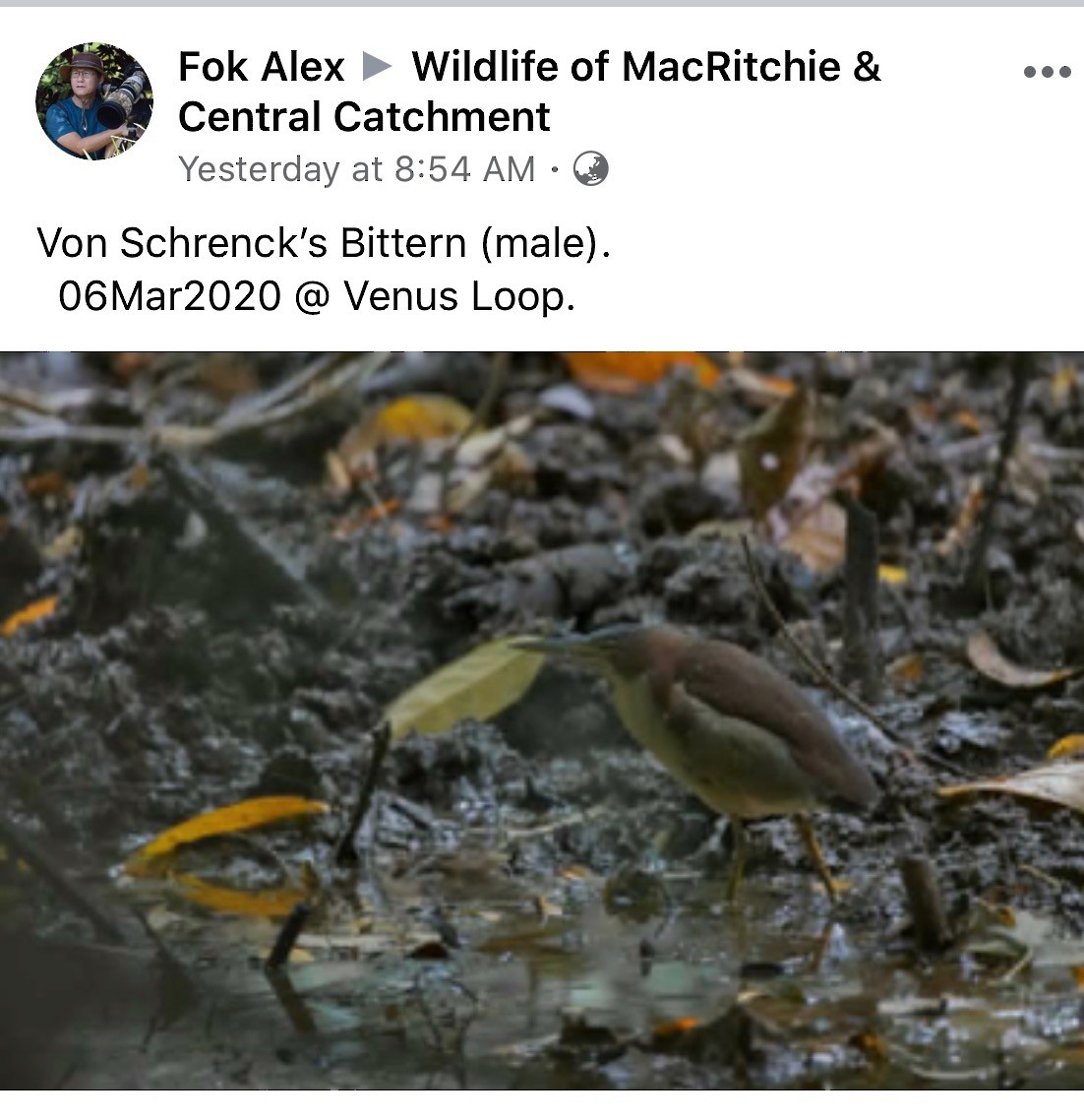 Schrenck's Bittern - ML231590281