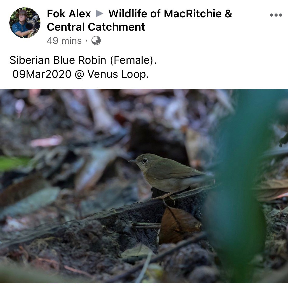 Siberian Blue Robin - Singapore Social Media