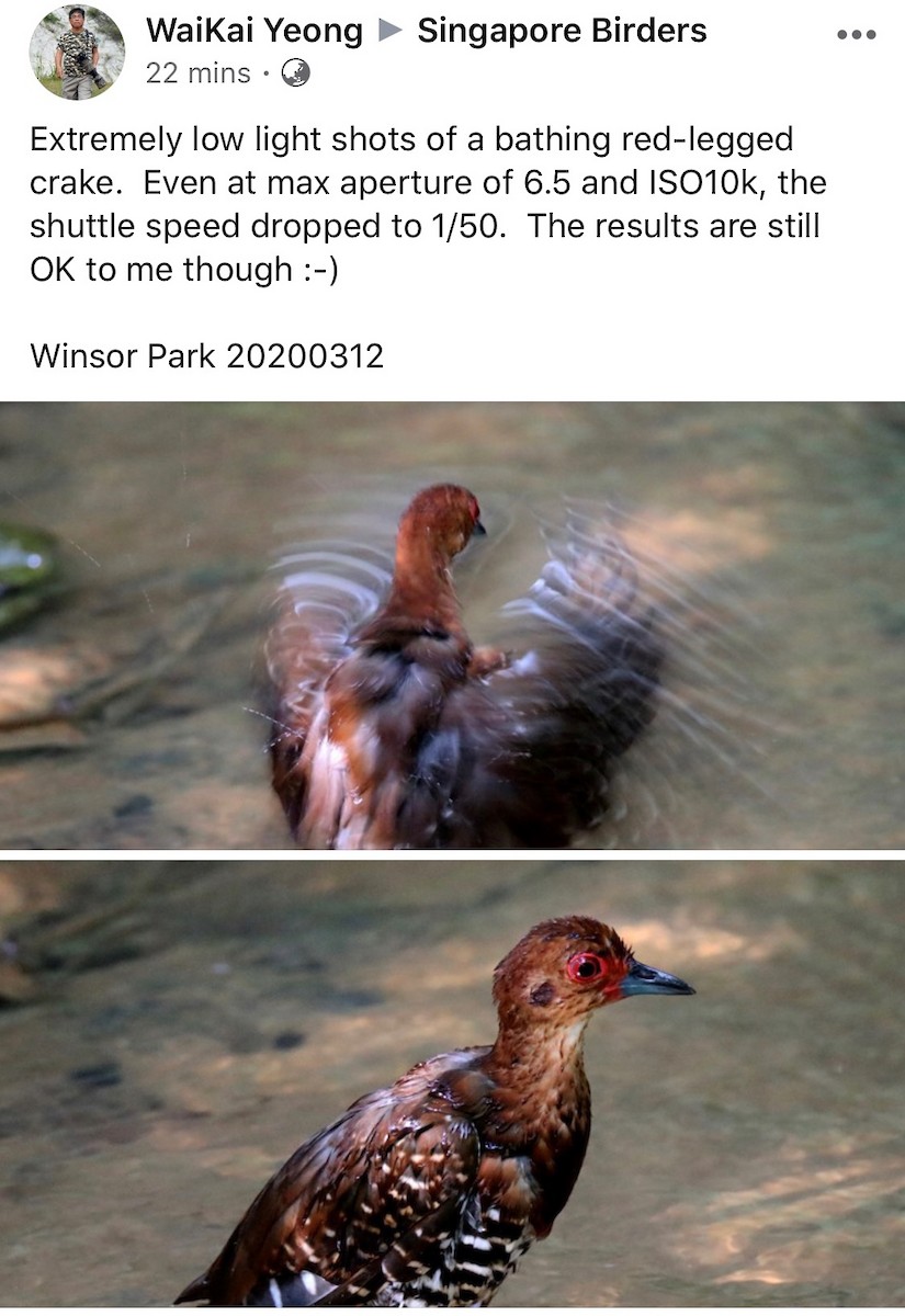 Red-legged Crake - ML231591231