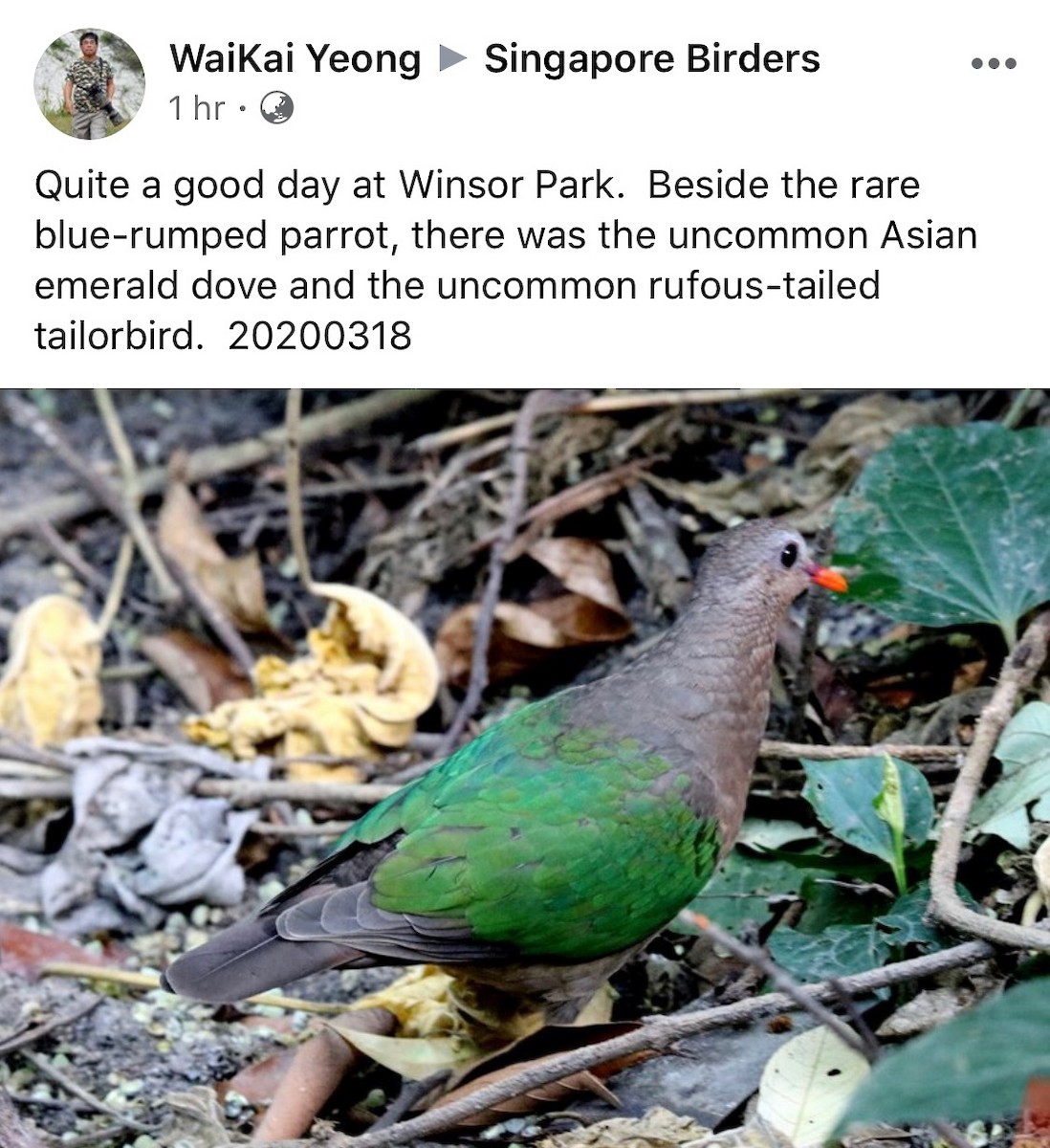 Asian Emerald Dove - Singapore Social Media