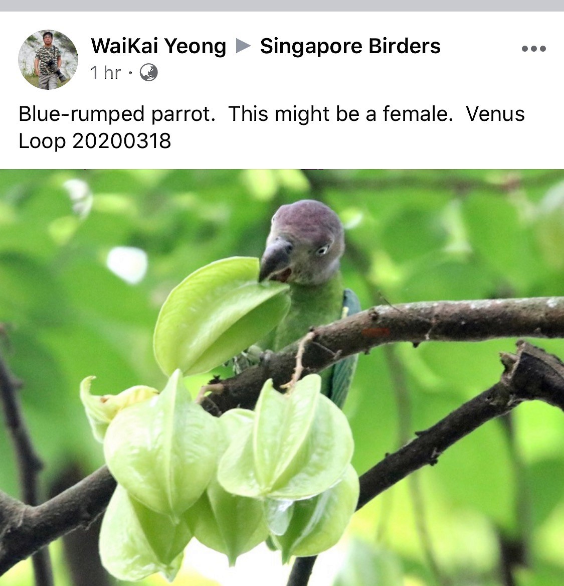 Blue-rumped Parrot - Singapore Social Media