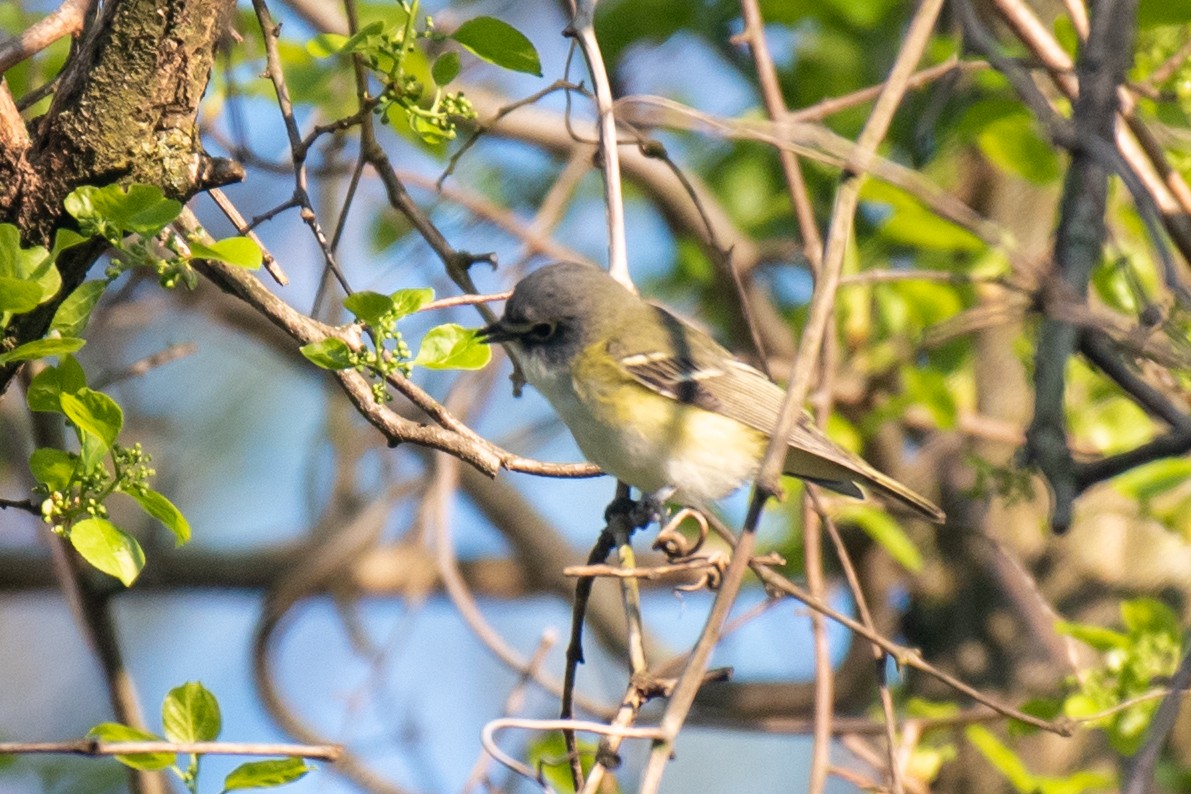 eremittvireo - ML231592311